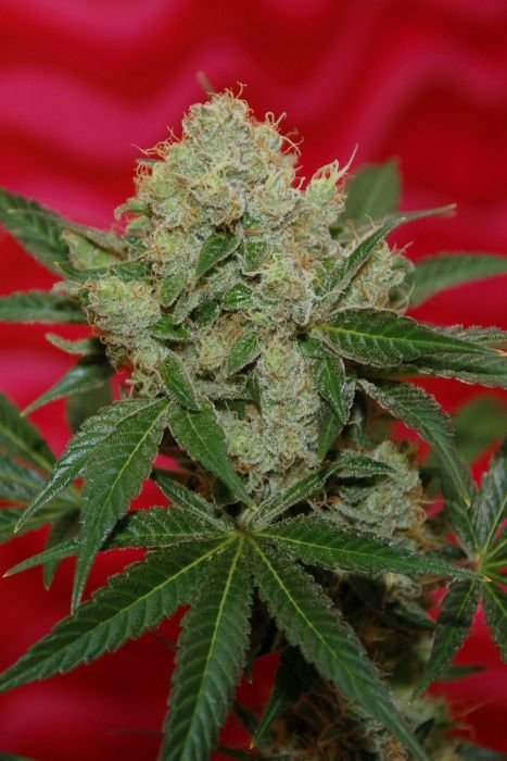 TGA Subcool Seeds - Agent Orange (reg.)