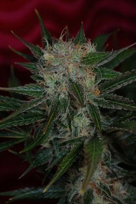 TGA Subcool Seeds - Agent Orange (reg.) 05750