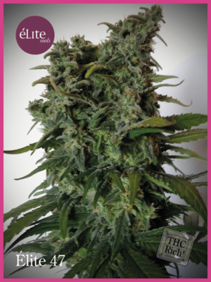 Elite Seeds - Elite 47 (fem.) 05773