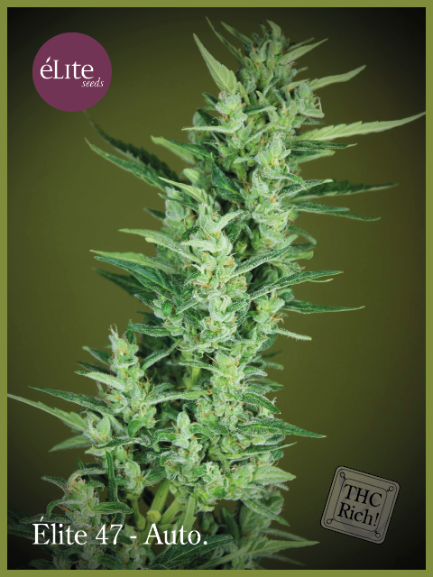 Elite Seeds - Elite 47 Auto (auto/fem.)
