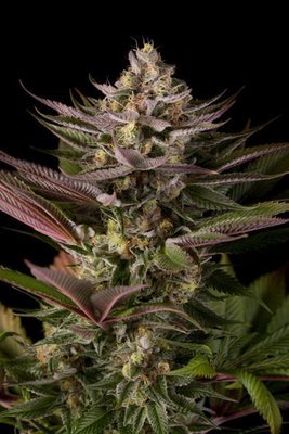 Dinafem - Blue Kush (fem.) 00271
