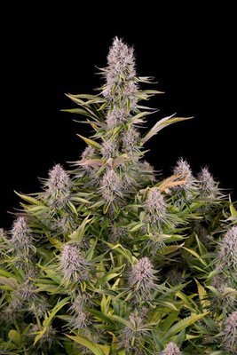 Dinafem - Amnesia Kush (fem.) 03347