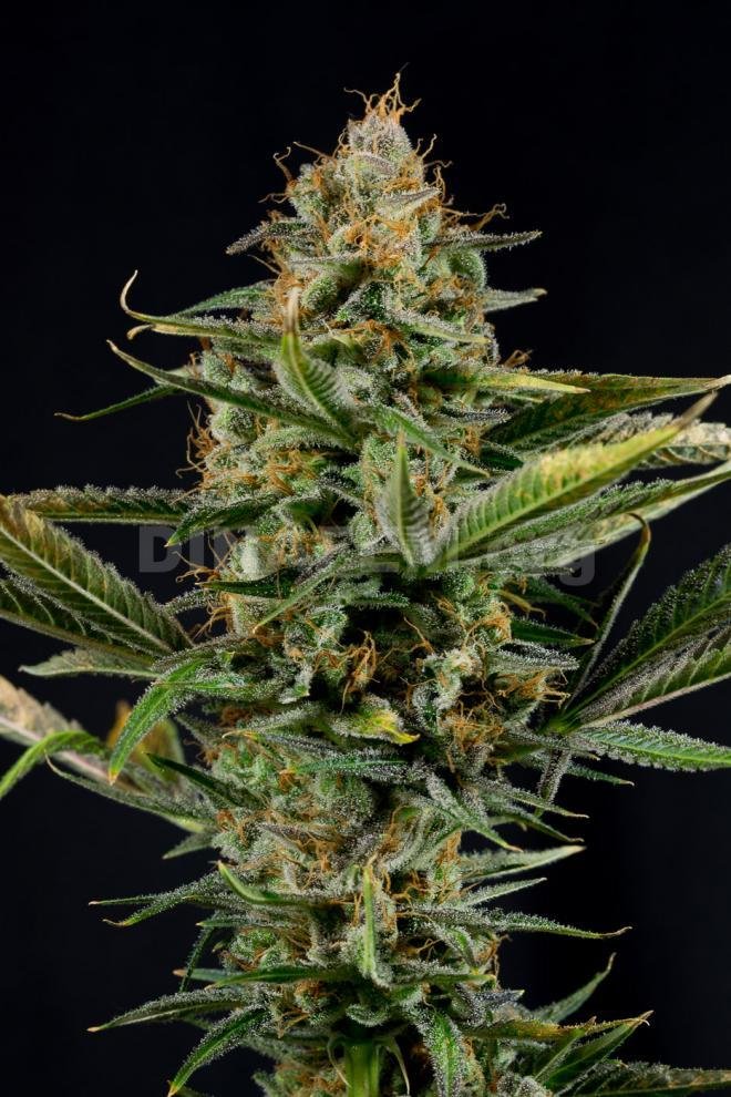 Dinafem - Amnesia Kush (fem.)