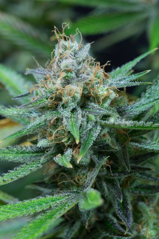 Dinafem - Amnesia Kush (fem.)