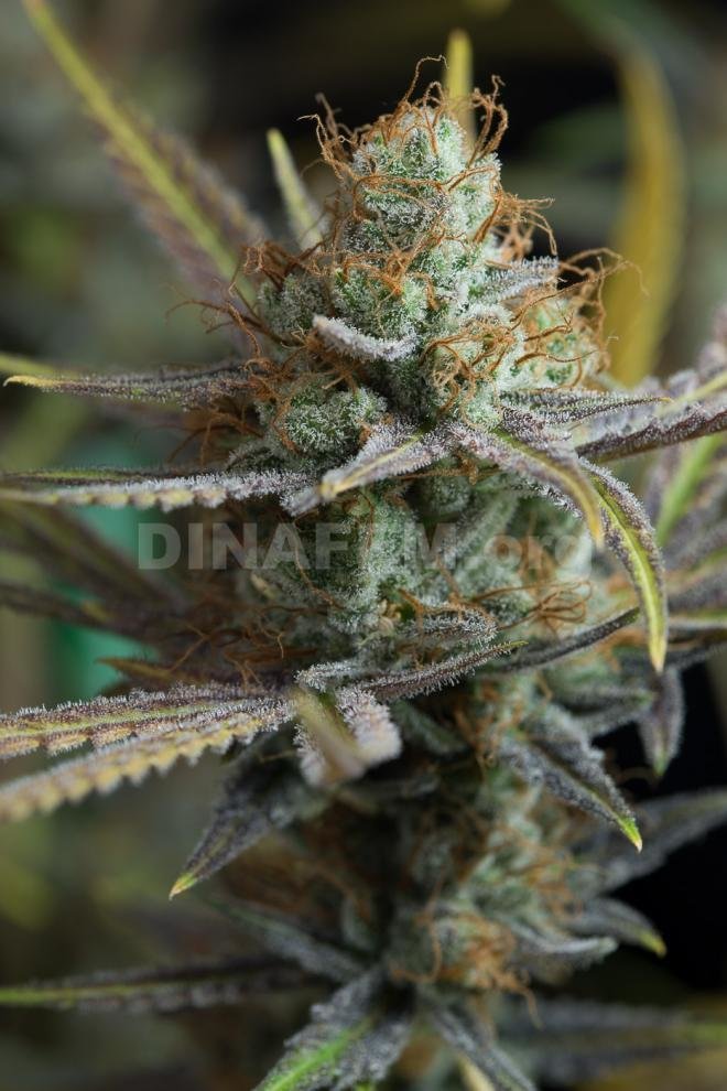 Dinafem - Amnesia Kush (fem.)