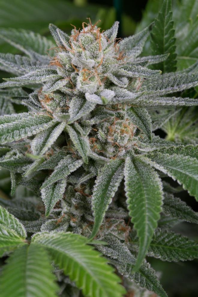 Dinafem - Gorilla (fem.)