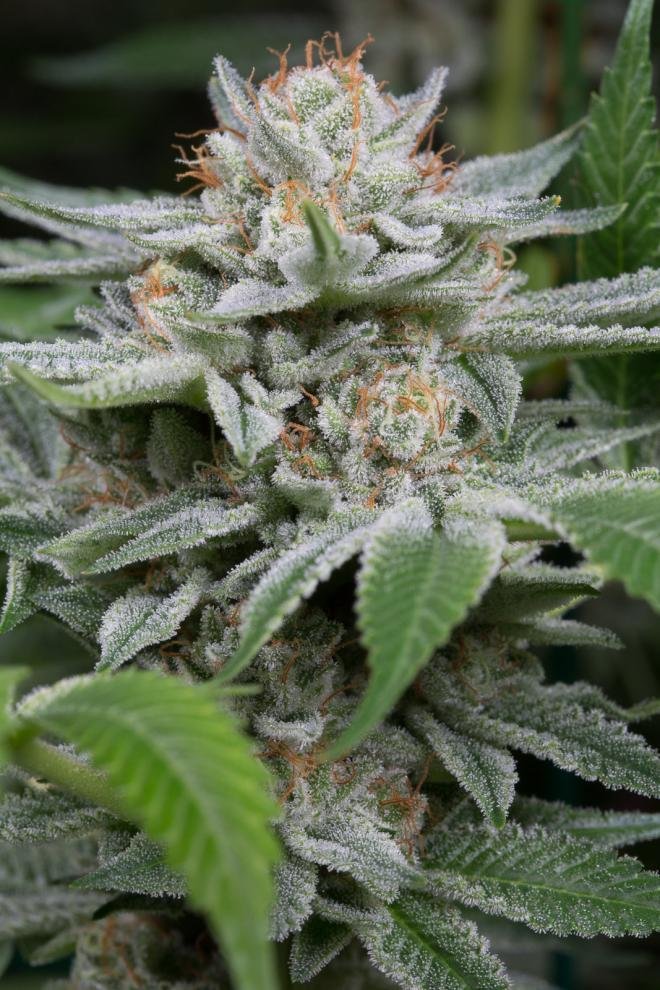 Dinafem - Gorilla (fem.)