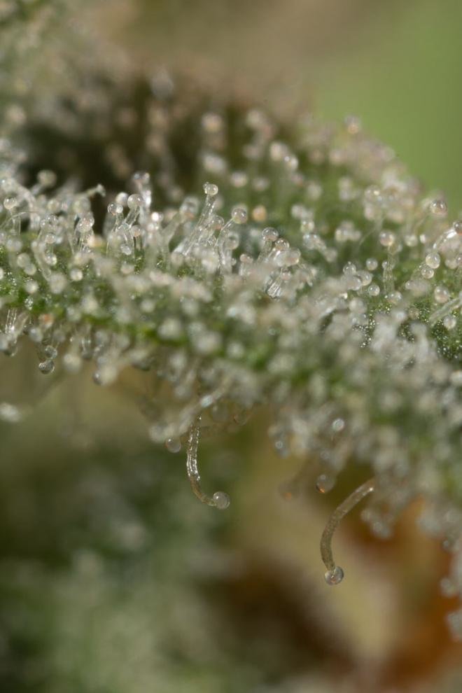 Dinafem - Quick Critical + (fem.)
