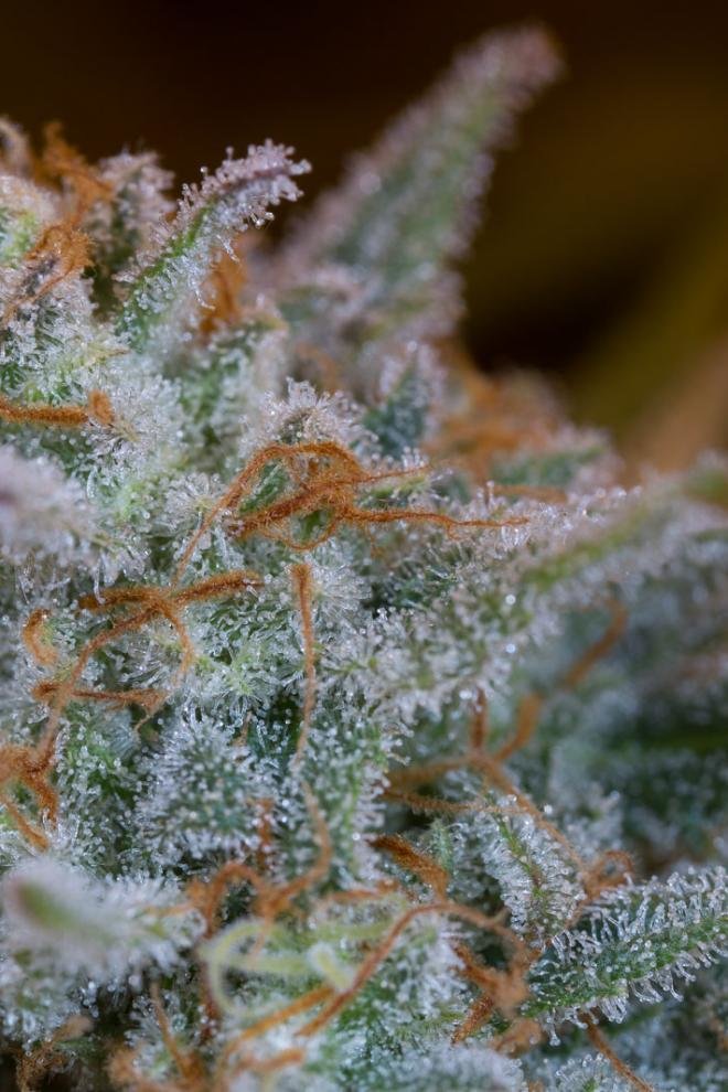 Dinafem - Quick Critical + (fem.)
