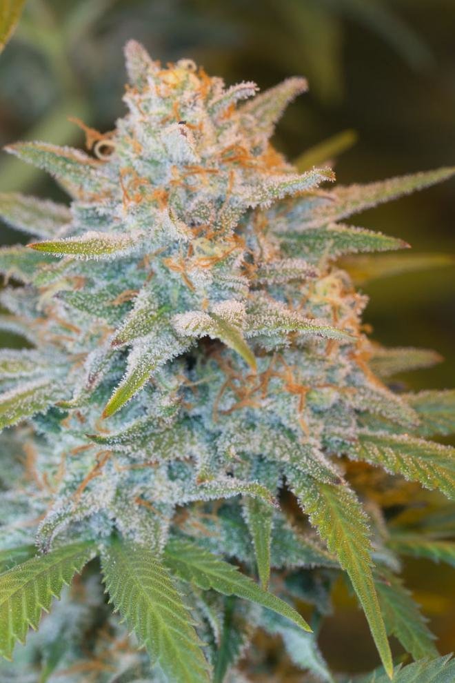 Dinafem - Quick Critical + (fem.)