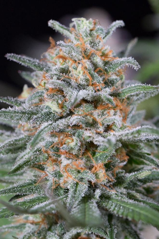 Dinafem - Quick Critical + (fem.)
