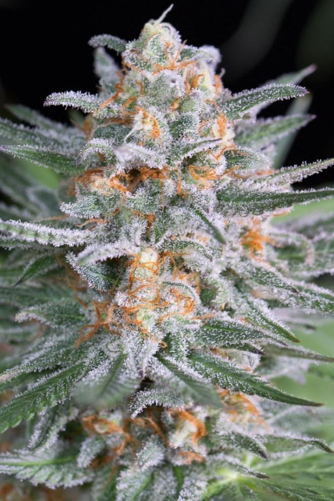 Dinafem - Quick Critical + (fem.)