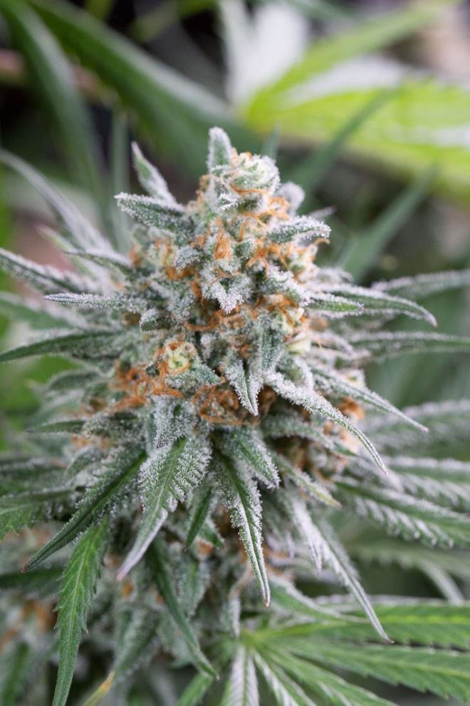 Dinafem - Quick Critical + (fem.)