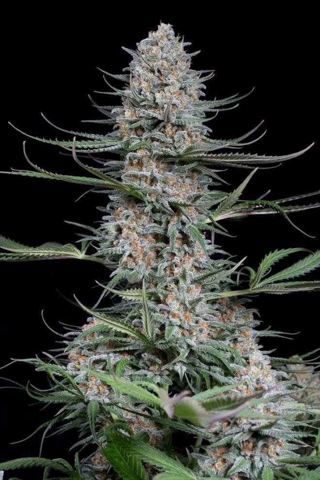 Dinafem - Quick Critical + (fem.)