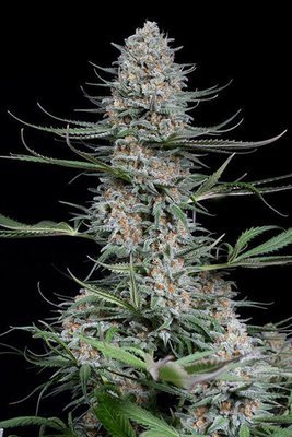 Dinafem - Quick Critical + (fem.) 05767