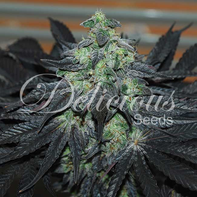 Delicious Seeds - Golosa (fem.)