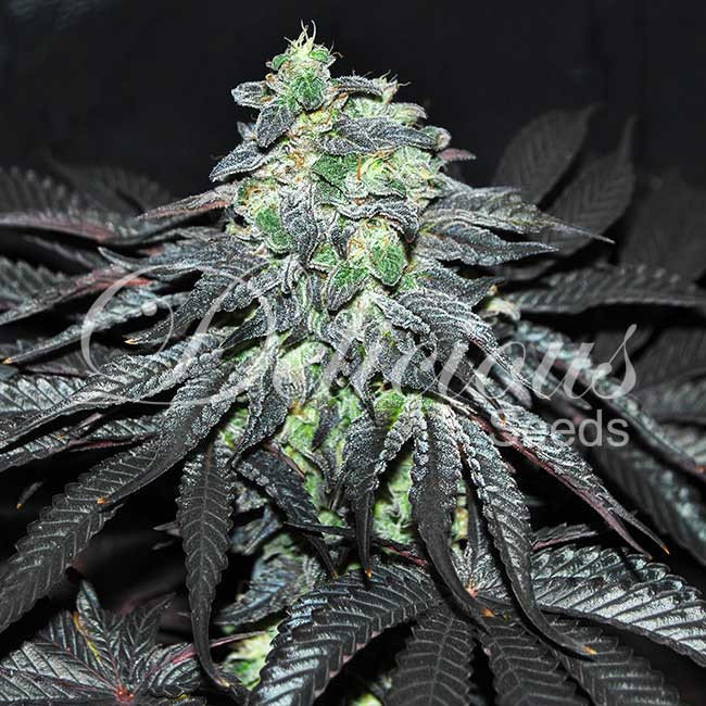 Delicious Seeds - Golosa (fem.)
