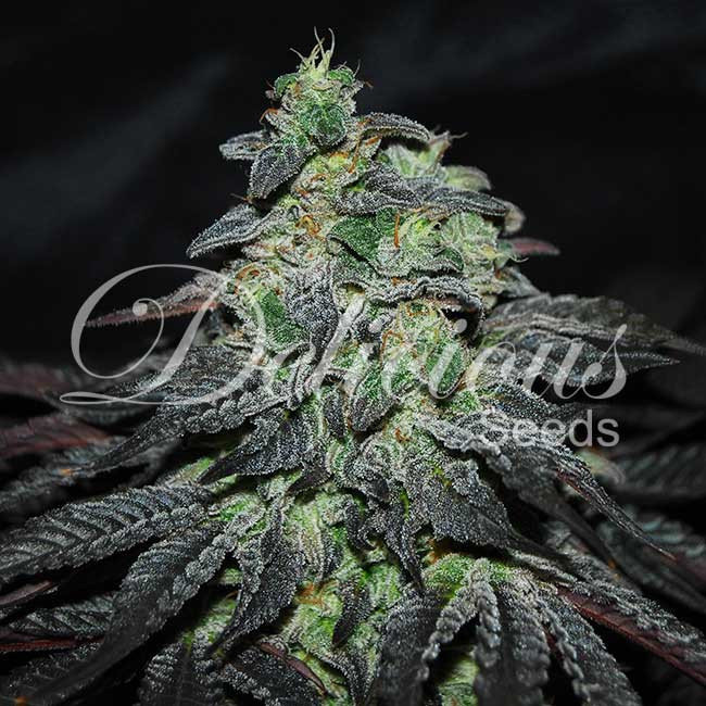 Delicious Seeds - Golosa (fem.)