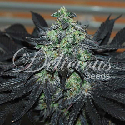 Delicious Seeds - Golosa (fem.) 05772
