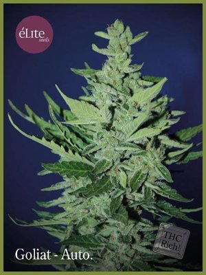 Elite Seeds - Goliat Auto (auto/fem.) 05775