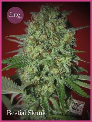 Elite Seeds - Bestial Skunk (fem.) 05776