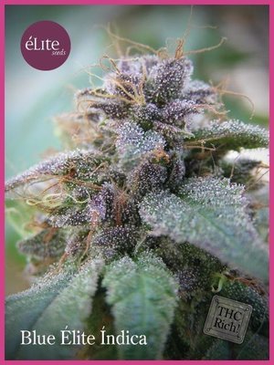 Elite Seeds - Blue Elite Indica (fem.) 05777
