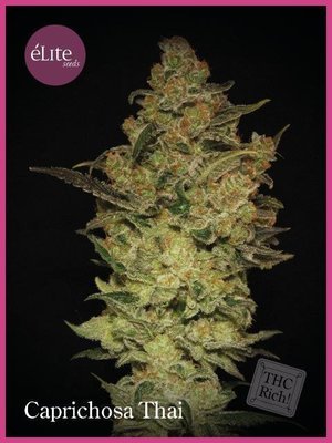 Elite Seeds - Caprichosa Thai (fem.) 05778