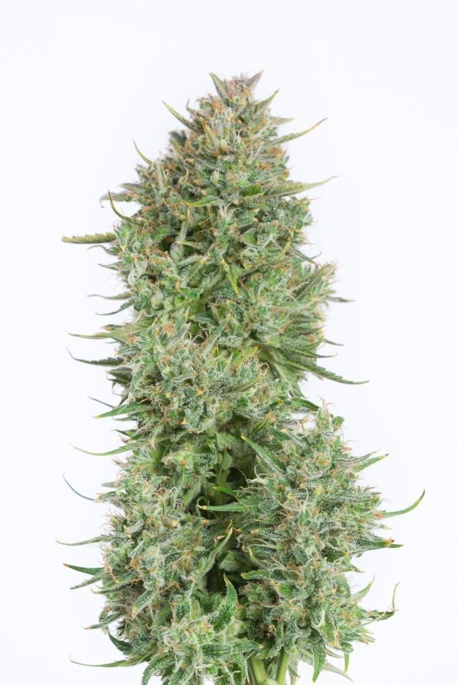 Dinafem - Blue Kush Autoflowering (auto/fem.)