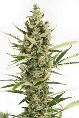 Dinafem - Amnesia XXL Autoflowering (auto/fem.) 01211