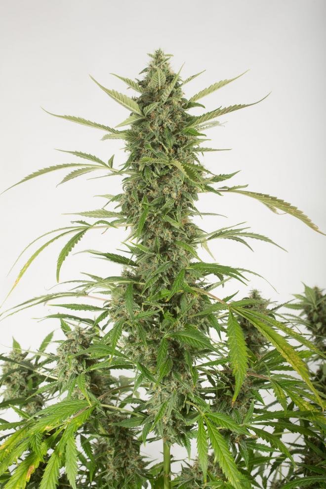 Dinafem - Bubba Kush Autoflowering (auto/fem.)