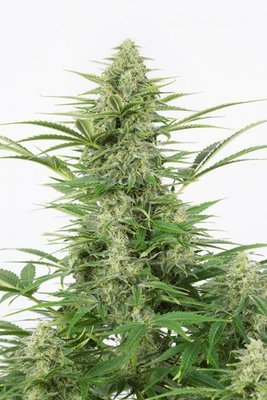 Dinafem - Dinamex Autoflowering (auto/fem.) 01231