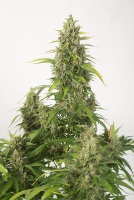 Dinafem - Haze XXL Autoflowering (auto/fem.) 01235