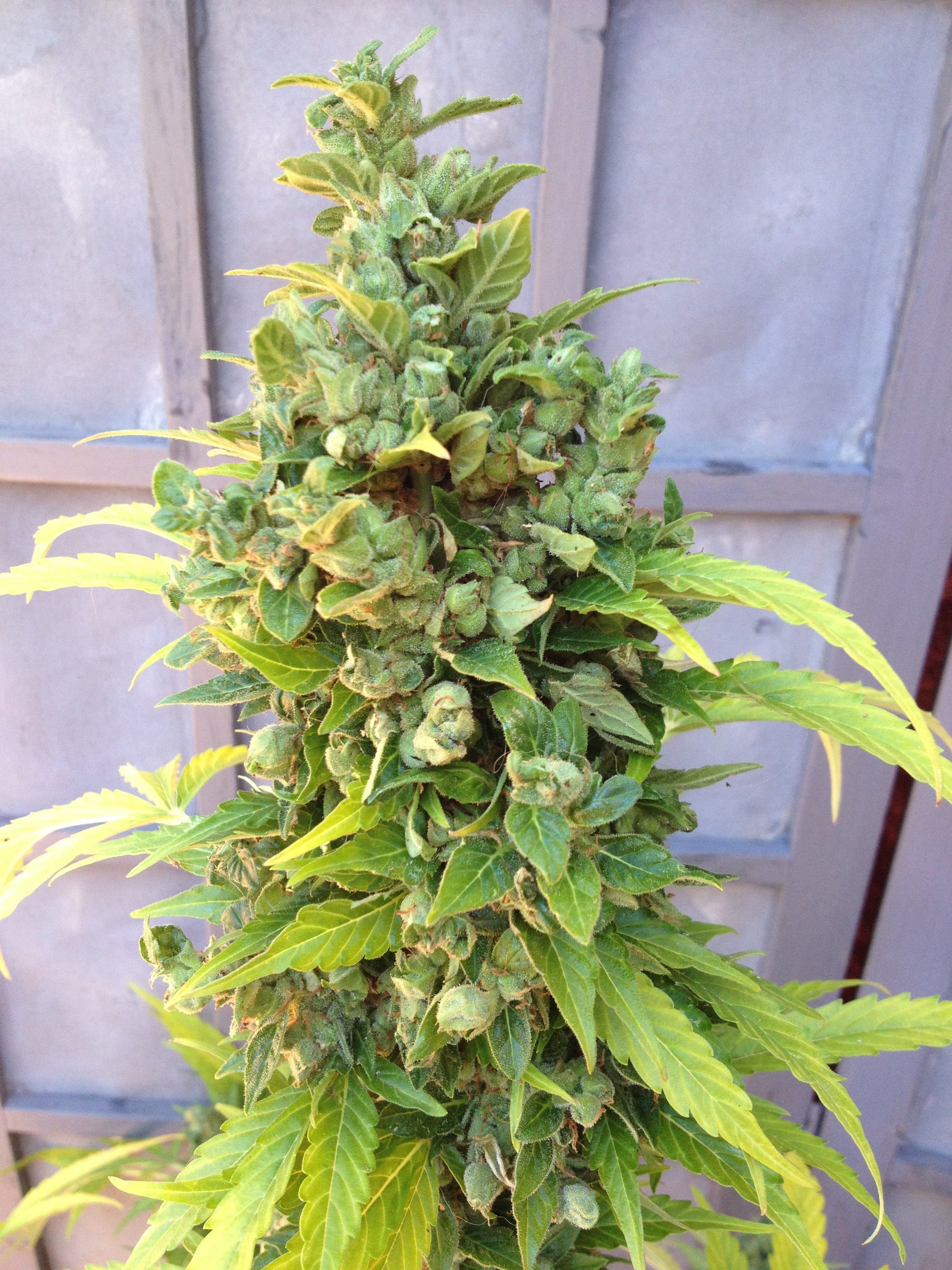 Dinafem - Haze XXL Autoflowering (auto/fem.)