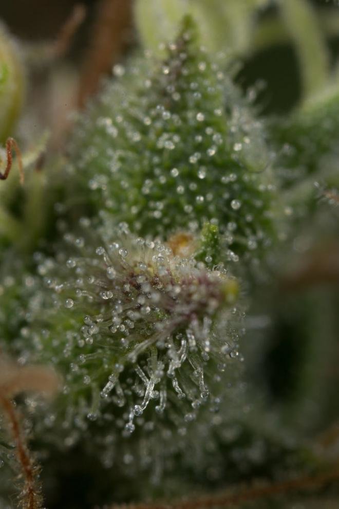 Dinafem - Dinamed CBD Plus (fem.)