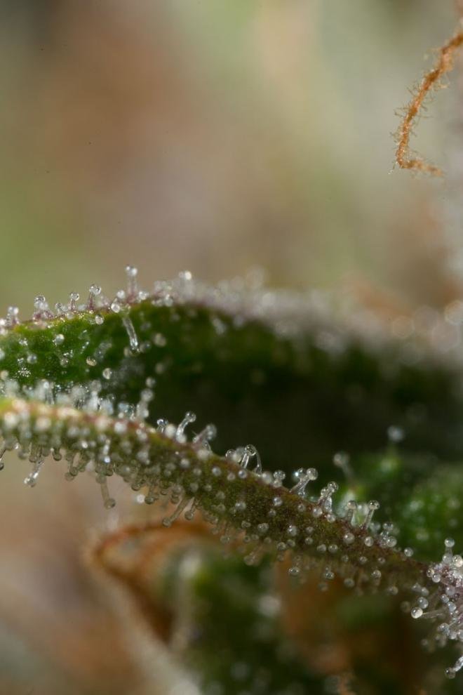 Dinafem - Dinamed CBD Plus (fem.)