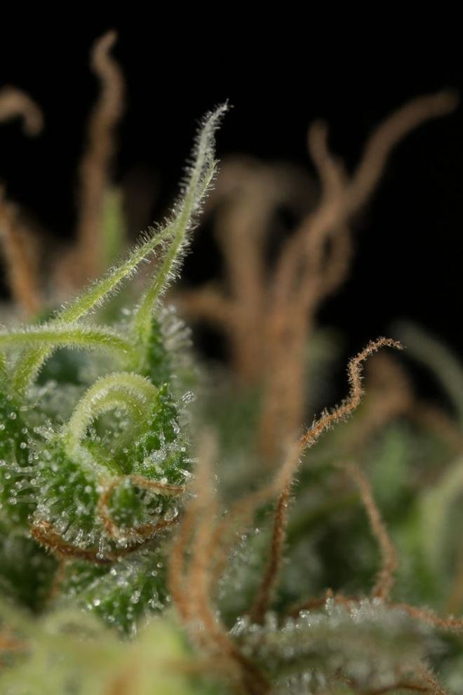 Dinafem - Dinamed CBD Plus (fem.)