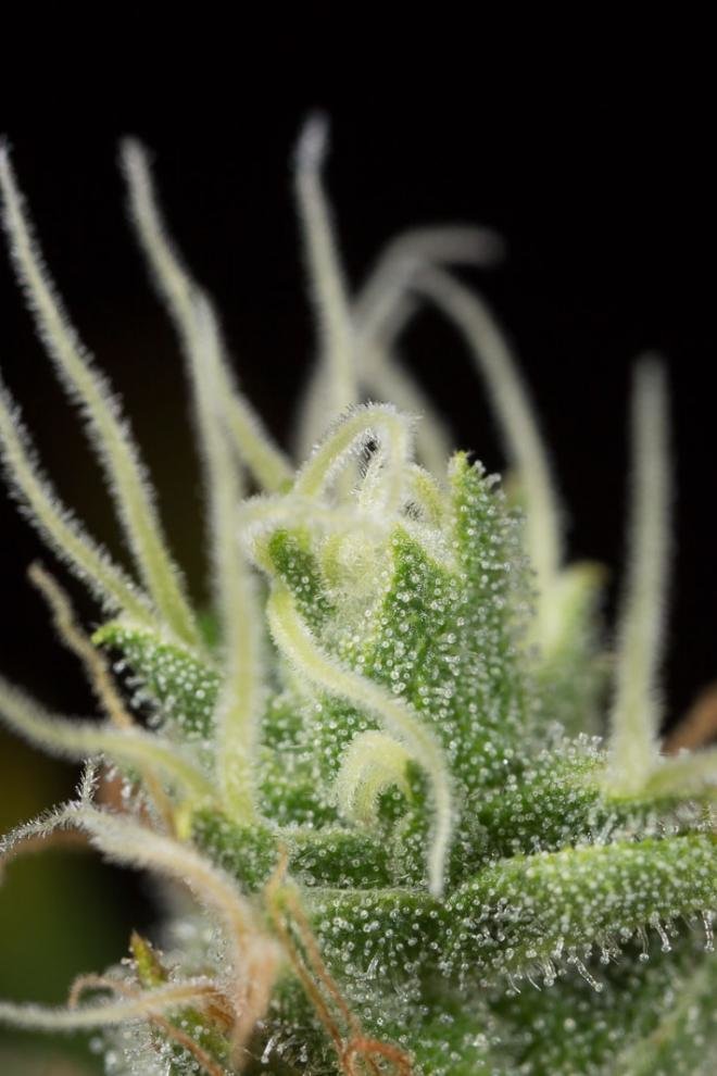 Dinafem - Dinamed CBD Plus (fem.)
