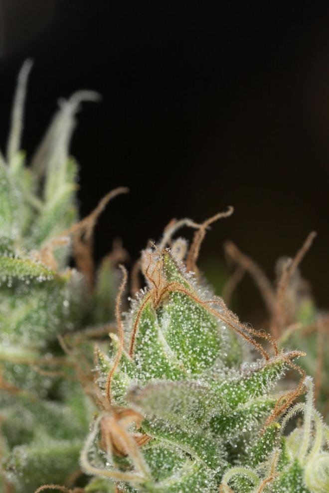 Dinafem - Dinamed CBD Plus (fem.)