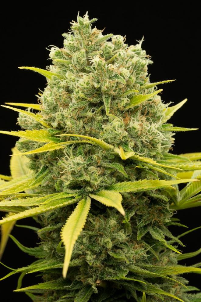 Dinafem - Dinamed CBD Plus (fem.)