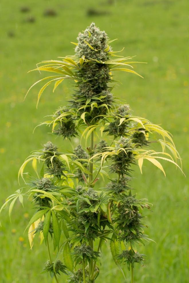 Dinafem - Dinamed CBD Plus (fem.)