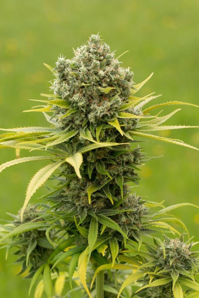 Dinafem - Dinamed CBD Plus (fem.)