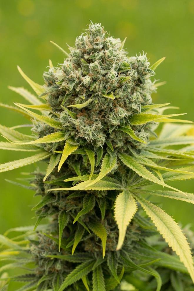 Dinafem - Dinamed CBD Plus (fem.)