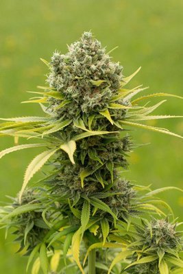 Dinafem - Dinamed CBD Plus (fem.) 05785