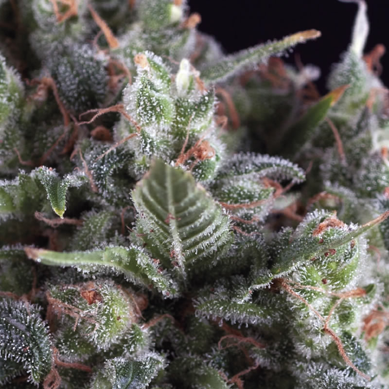 Pyramid Seeds - Olympia (fem.)