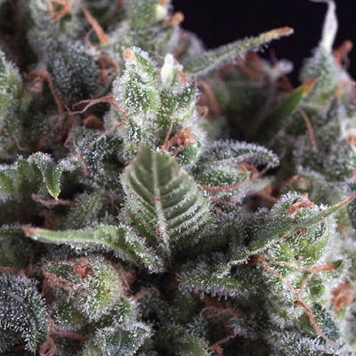 Pyramid Seeds - Olympia (fem.) 05789