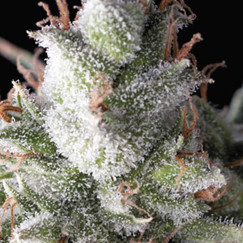 Pyramid Seeds - Ramses (fem.)