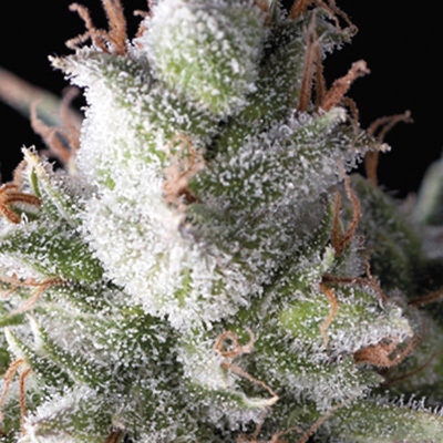 Pyramid Seeds - Ramses (fem.) 05791