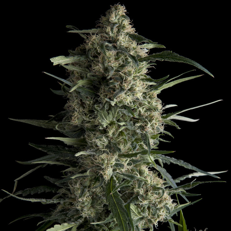 Pyramid Seeds - Galaxy CBD (fem.)