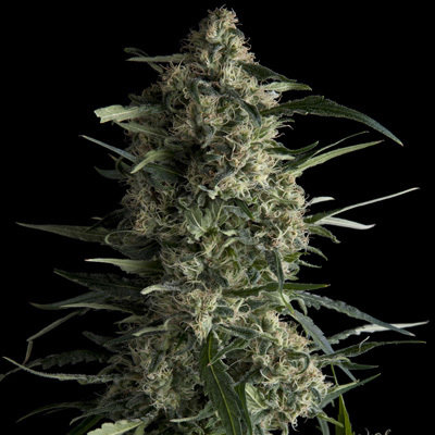 Pyramid Seeds - Galaxy CBD (fem.) 05794