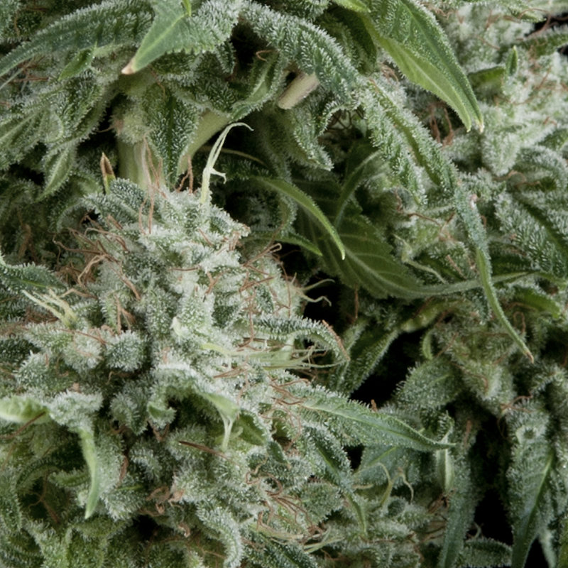 Pyramid Seeds - Auto Northern Lights CBD (fem.)